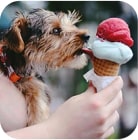 dog and ice cream