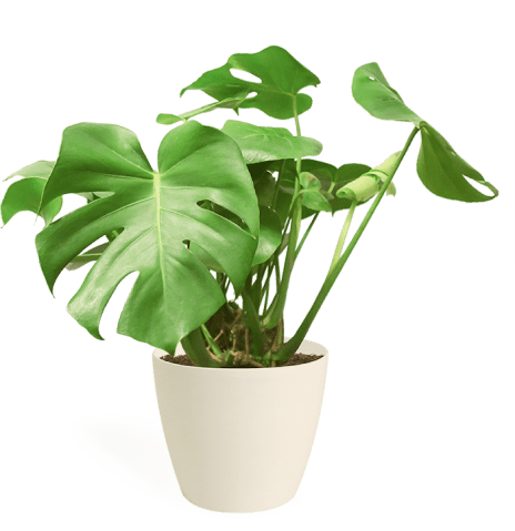 houseplant